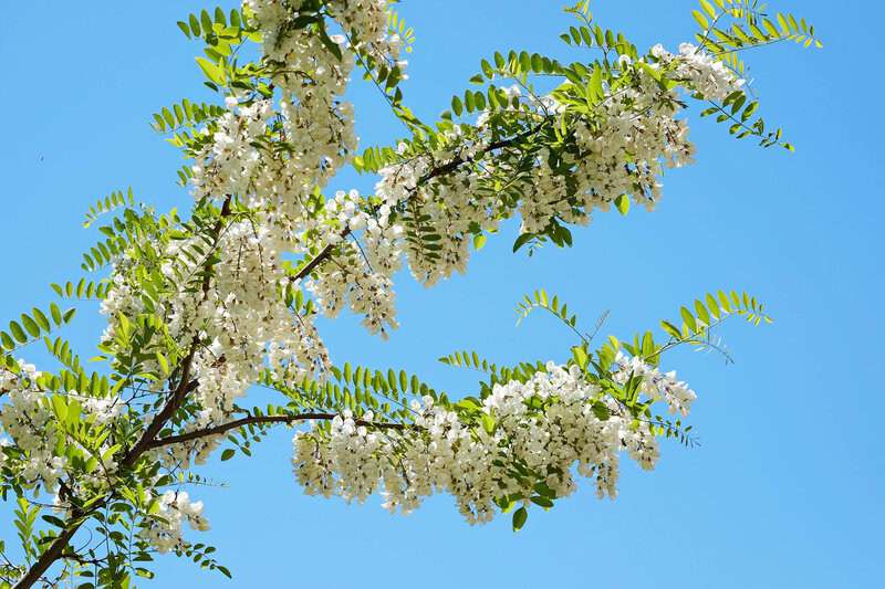 Plants That Can Sense Their Environment