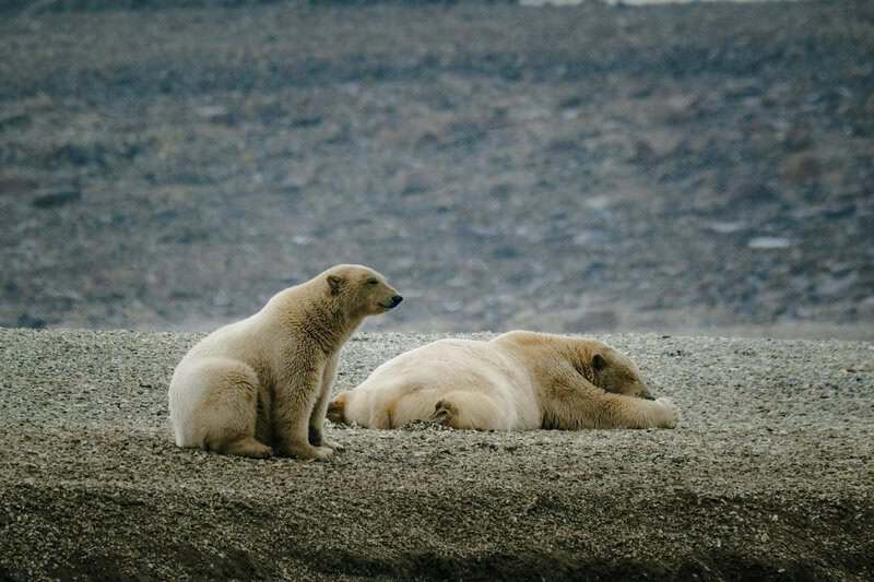 Animals That Survive Conditions No Human Could