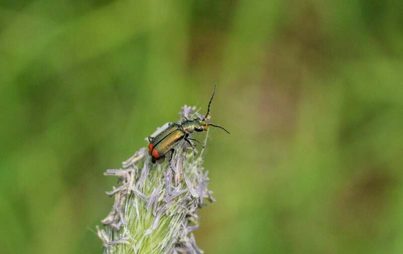 Animals That Use Tools in the Wild