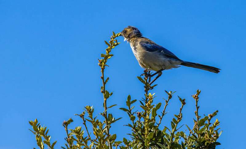 Animals That Use Tools in the Wild