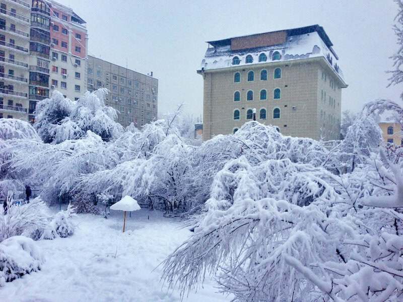 Plants That Can Sense Their Environment