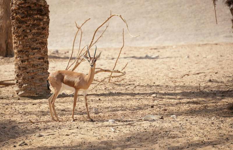 Animals That Survive Conditions No Human Could