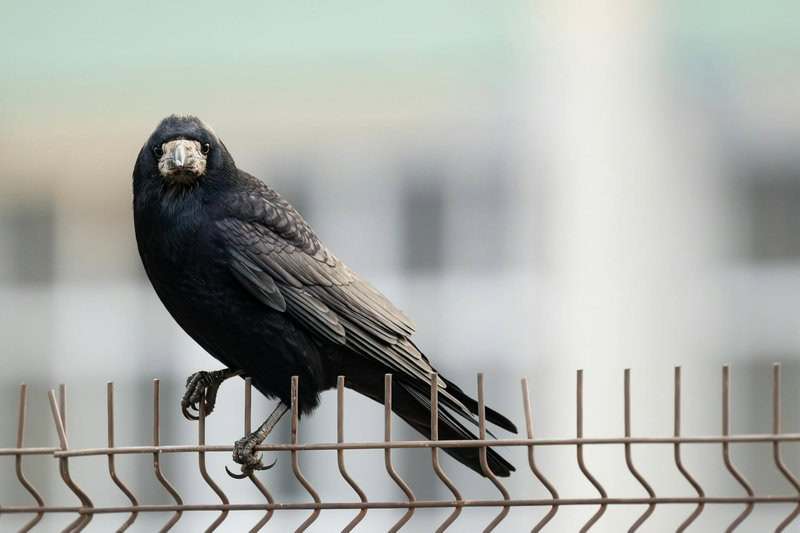 Animals That Use Tools in the Wild