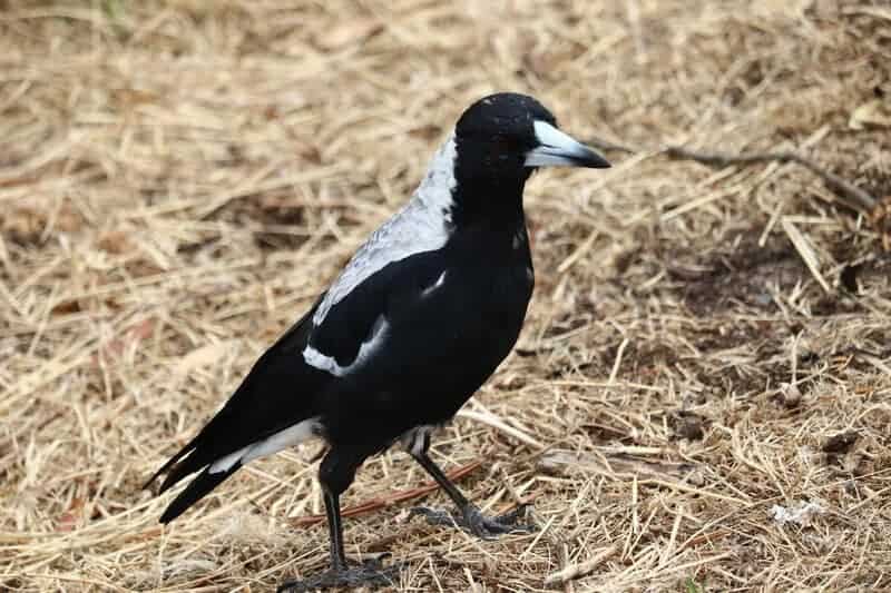 Animals That Use Tools in the Wild