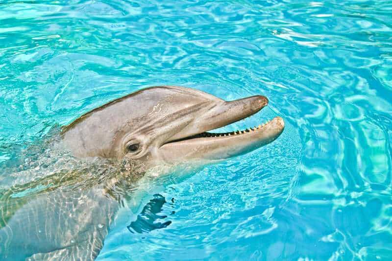 Animals That Use Tools in the Wild