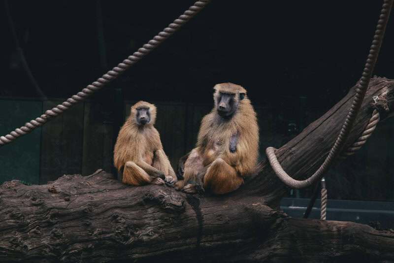 Animals That Use Tools in the Wild