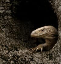 Creatures With Survival Tactics That Defy Logic