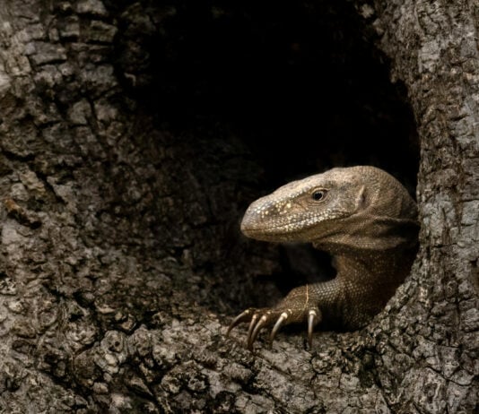 Creatures With Survival Tactics That Defy Logic