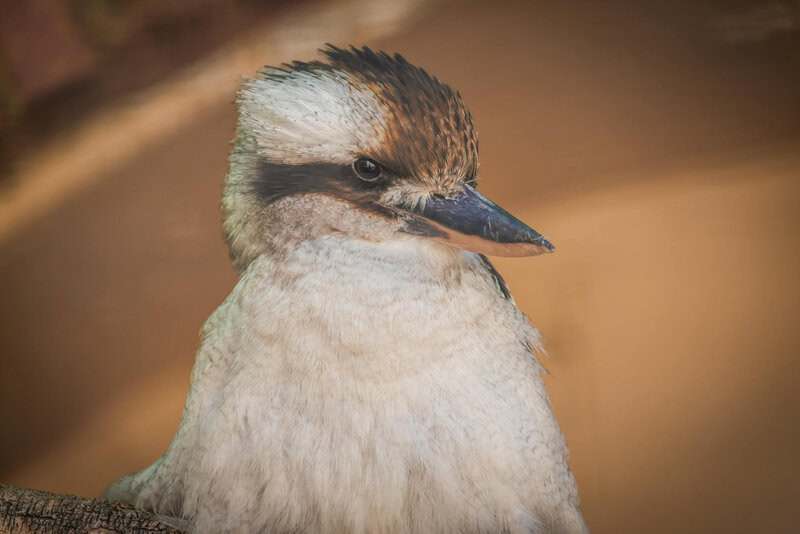 Creatures With Survival Tactics That Defy Logic