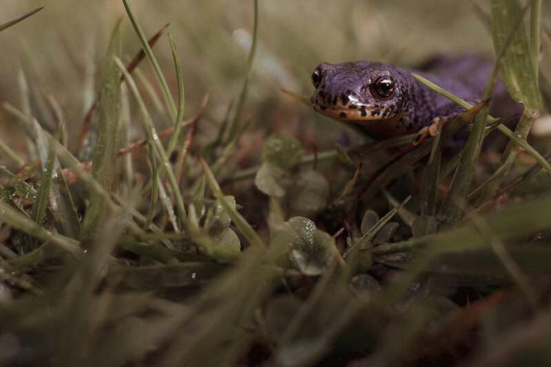 Creatures With Survival Tactics That Defy Logic