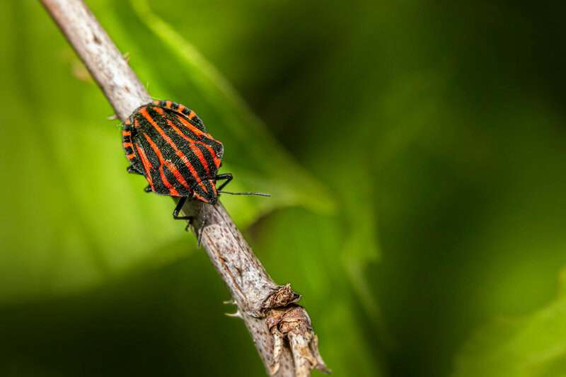 Discoveries in Nature That Rewrote Biology