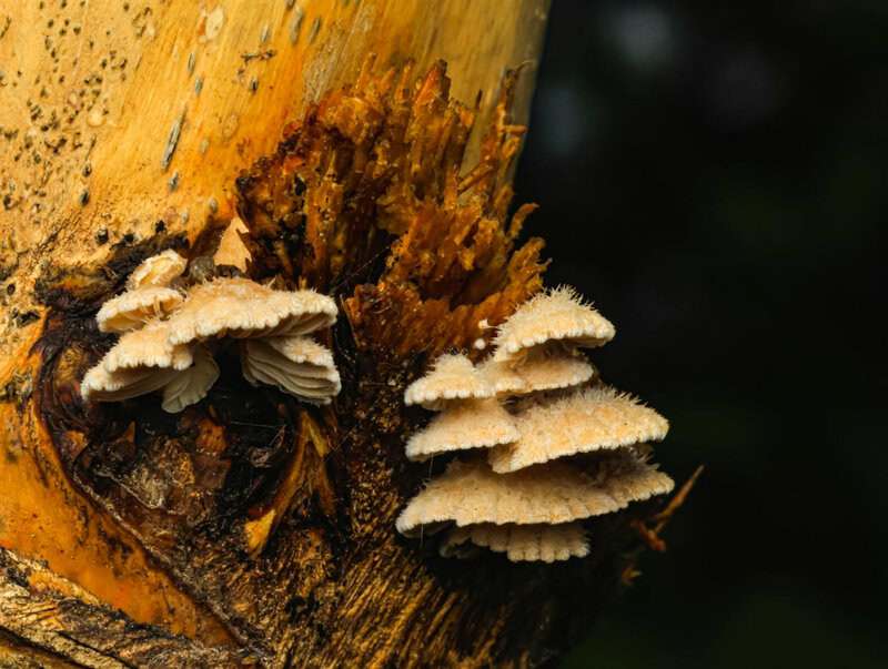 Creatures With Survival Tactics That Defy Logic