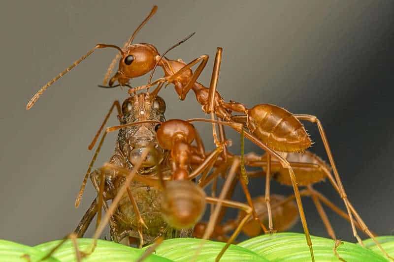 Discoveries in Nature That Rewrote Biology