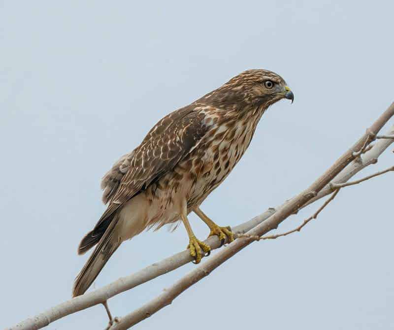 Discoveries in Nature That Rewrote Biology