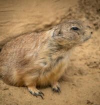 Animals That Seem to Outsmart Humans