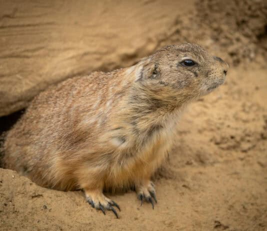 Animals That Seem to Outsmart Humans