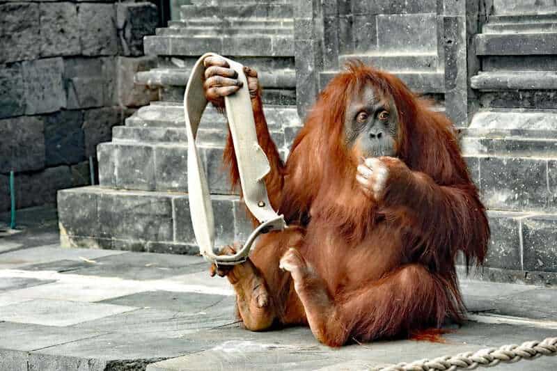 Animals That Seem to Outsmart Humans