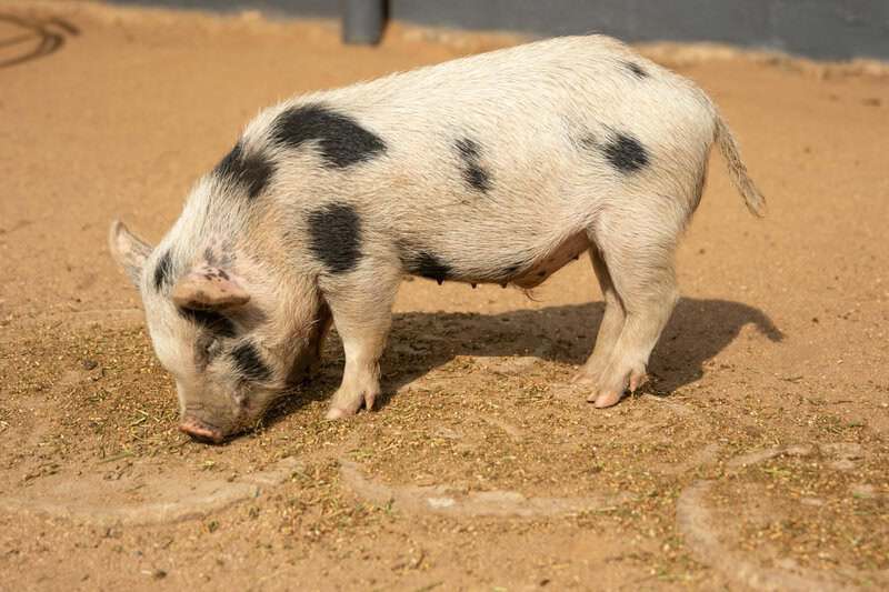 Animals That Seem to Outsmart Humans