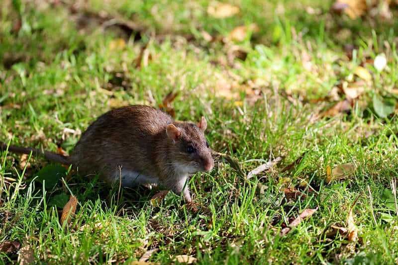 Animals That Seem to Outsmart Humans