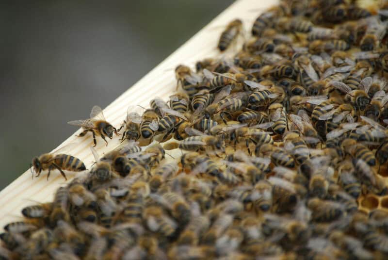 Animals That Seem to Outsmart Humans