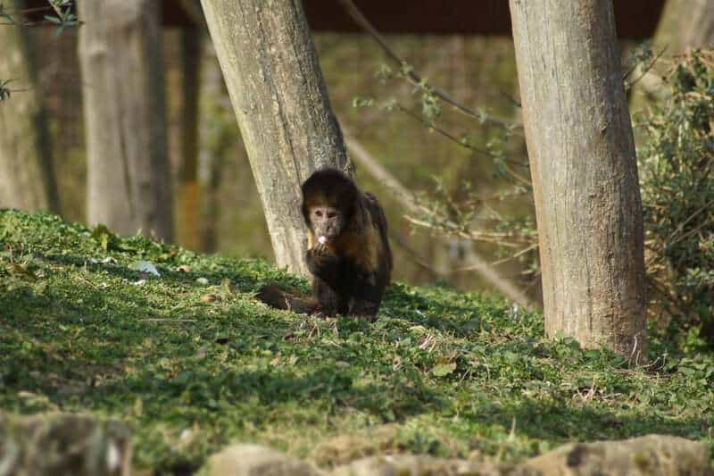 Animals That Seem to Outsmart Humans