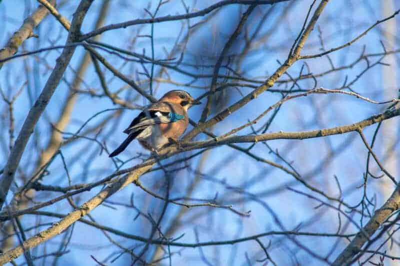 Animals That Seem to Outsmart Humans