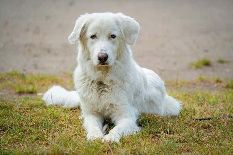 Animals That Seem to Outsmart Humans