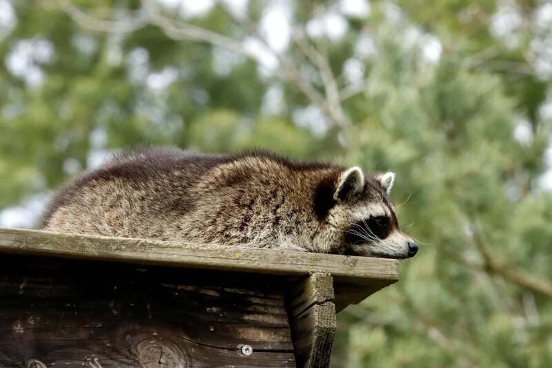 Animals That Seem to Outsmart Humans