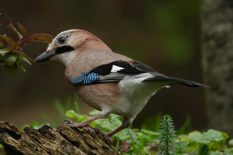 Animals That Seem to Outsmart Humans