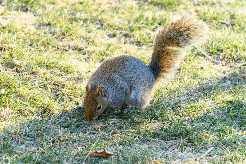 Animals That Seem to Outsmart Humans