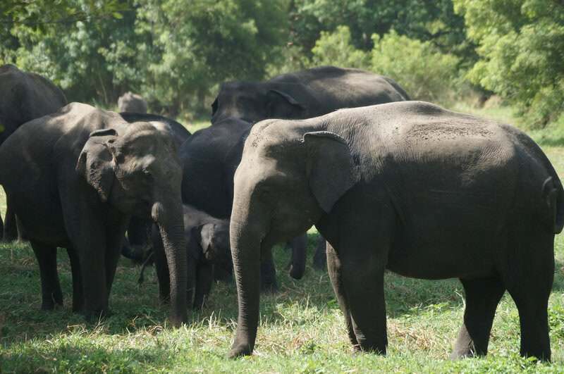 Animals That Seem to Outsmart Humans