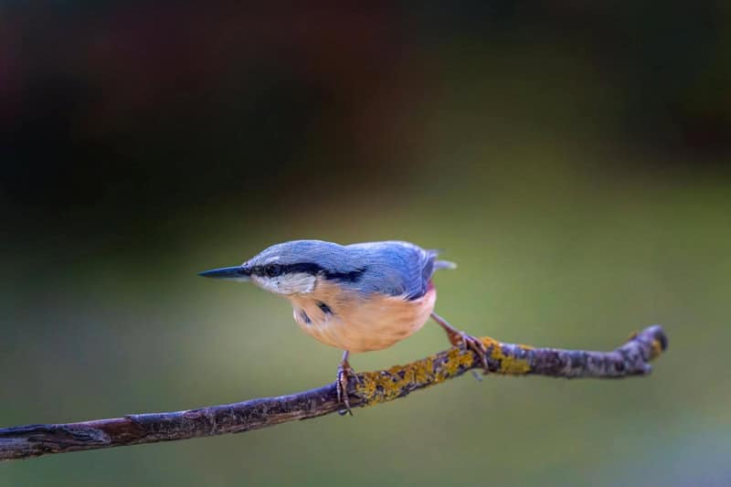 Animals That Seem to Outsmart Humans