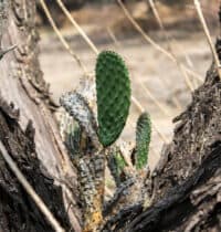 Plants With Surprisingly Aggressive Survival Strategies