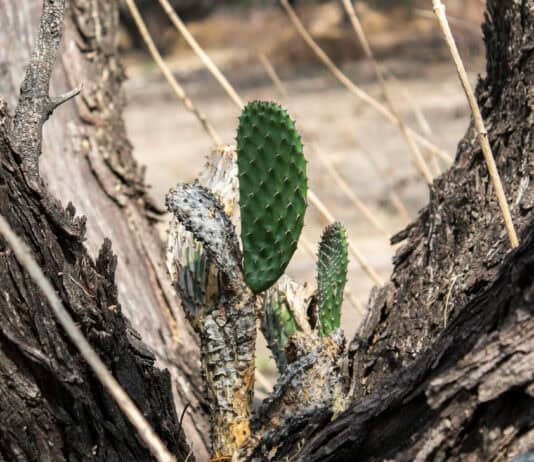 Plants With Surprisingly Aggressive Survival Strategies