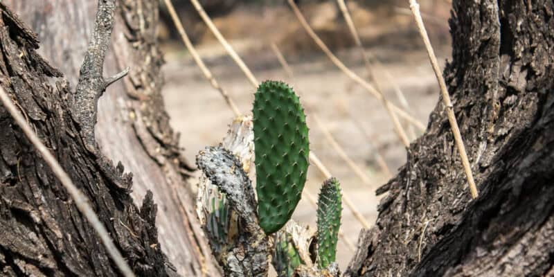 Plants With Surprisingly Aggressive Survival Strategies