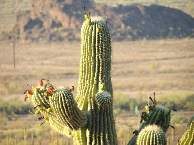 Plants With Surprisingly Aggressive Survival Strategies