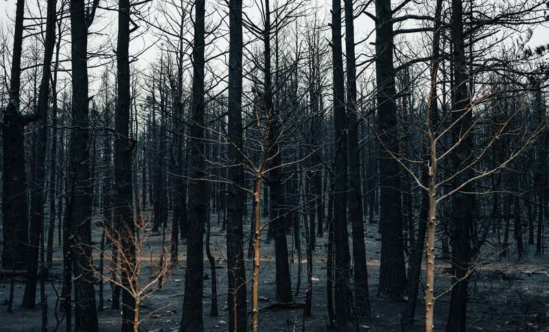 Plants With Surprisingly Aggressive Survival Strategies