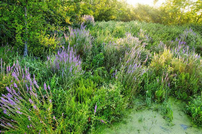 Plants With Surprisingly Aggressive Survival Strategies