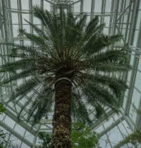 Plants That Can Move on Their Own