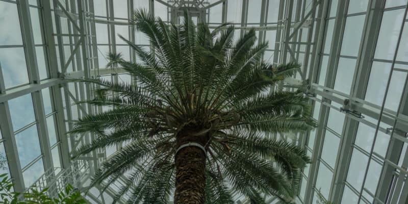 Plants That Can Move on Their Own