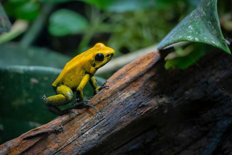 Plants With Surprisingly Aggressive Survival Strategies