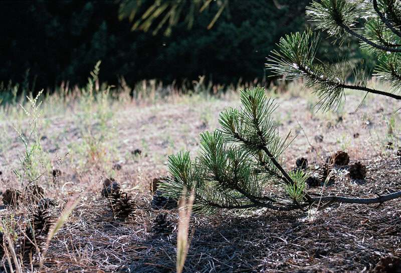 Plants With Surprisingly Aggressive Survival Strategies