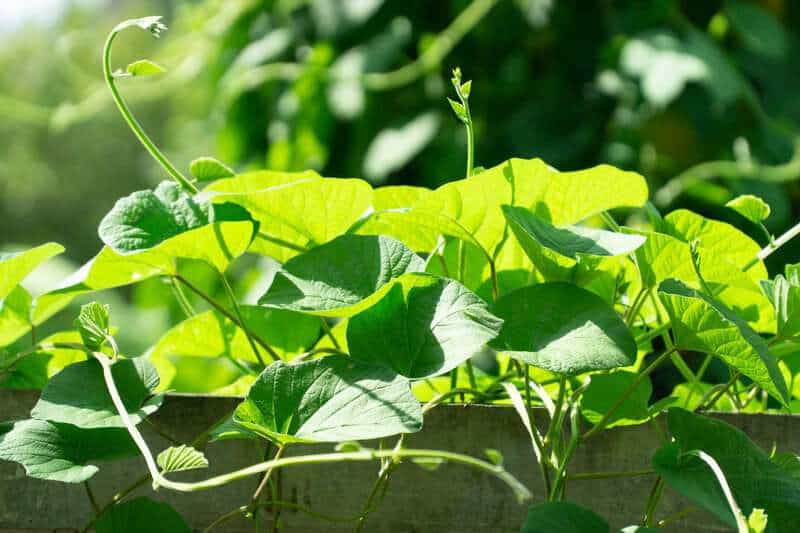 Plants That Can Move on Their Own