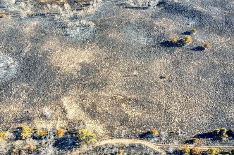 Plants With Surprisingly Aggressive Survival Strategies