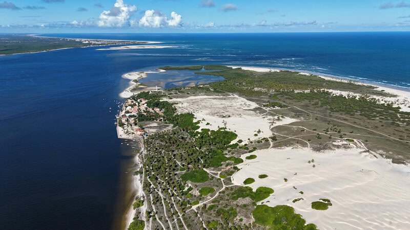 Plants With Surprisingly Aggressive Survival Strategies