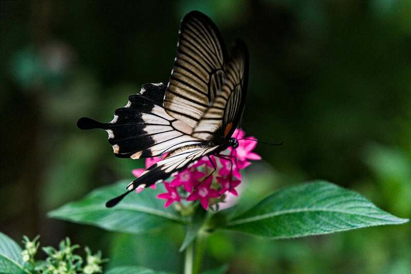 Plants That Can Move on Their Own