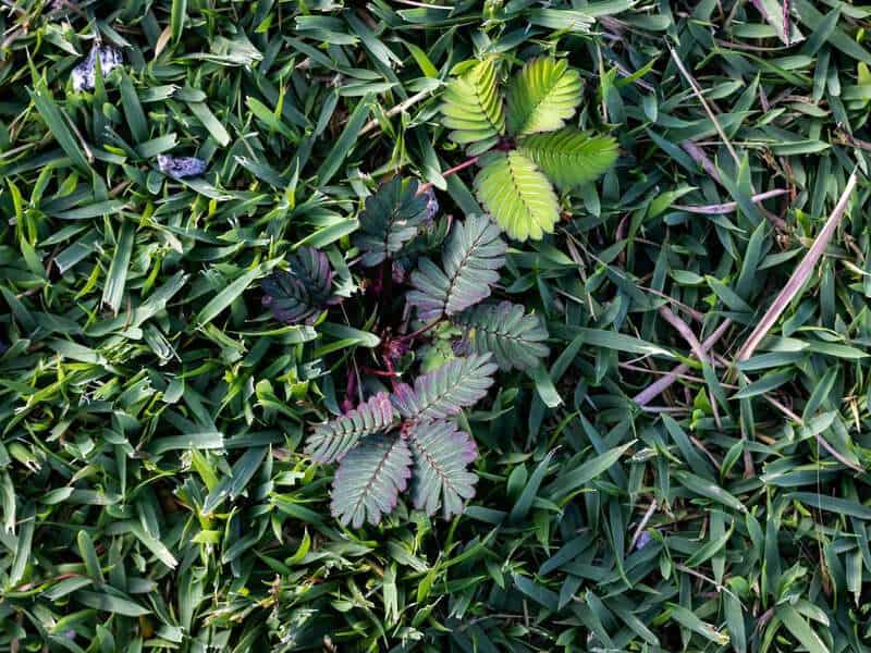 Plants That Can Move on Their Own