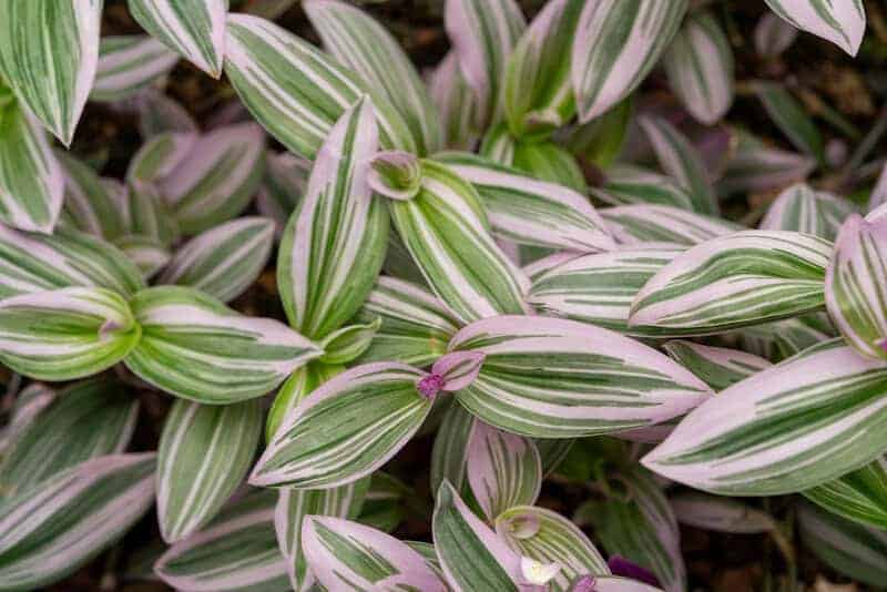 Plants That Can Move on Their Own