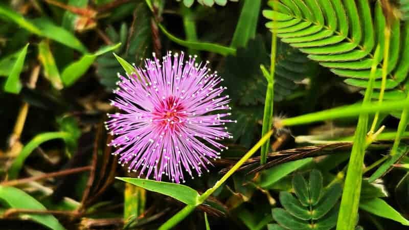 Plants That Can Move on Their Own