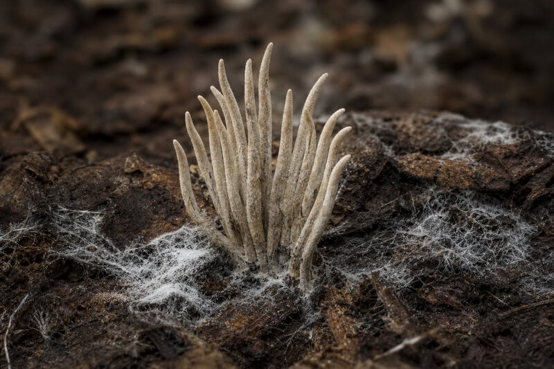 Hyperparasite Discovered: A Fungus That Parasitizes a Zombie Fungus